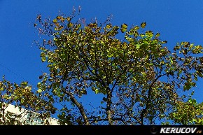 KERUCOV .ro - Fotografie si Jurnale de calatorie - Traseu MTB Caldarusani - Padurea Caldarusani - Manastirea Caldarusani de Andrei Vocurek