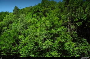 Trasee cu bicicleta MTB XC - Traseu MTB Brasov - Sanpetru - Bod - Feldioara - Brasov de Andrei Vocurek