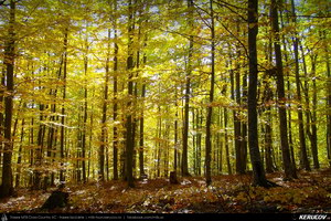 Trasee cu bicicleta MTB XC - Traseu MTB Breaza - Talea - Adunati - Provita de Jos - Poiana Campina de Andrei Vocurek