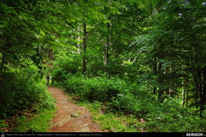 Trasee cu bicicleta MTB XC - Traseu MTB Caciulata - Valea Pausa - Manastirea Stanisoara - Manastirea Turnu - Calimanesti (Parcul National Cozia) de Andrei Vocurek