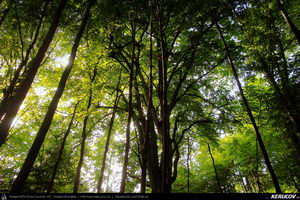 Trasee cu bicicleta MTB XC - Traseu MTB Caciulata - Valea Pausa - Manastirea Stanisoara - Manastirea Turnu - Calimanesti (Parcul National Cozia) de Andrei Vocurek