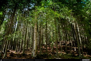 Trasee cu bicicleta MTB XC - Traseu MTB Masivul Piatra Craiului: Zarnesti - Cabana Gura Raului - Prapastiile Zarnestilor - spre Cabana Curmatura (varianta familie, copil de 1 an) de Andrei Vocurek