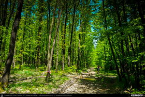 Trasee cu bicicleta MTB XC - Traseu MTB Topoloveni Bike Adventure - TBA Primavara 2015: Topoloveni - Botarcani - Crintesti - Glambocelu - Baila - Topoloveni (concurs MTB) de Andrei Vocurek