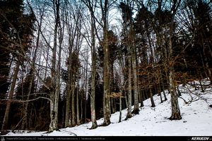 Trasee cu bicicleta MTB XC - Traseu MTB Predeal - Polistoaca - Cioplea - Predeal - Trei Brazi - Cabana Poiana Secuilor - Predeal (2 zile) de Andrei Vocurek