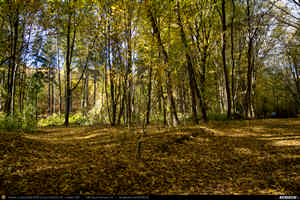 Trasee cu bicicleta MTB XC - Traseu SSP Poiana Campina - Campina - Banesti - Urleta - Mislea - Scorteni - Bordeni - Cocorastii-Mislii - Tiparesti - Dumbravesti - Zamfira - Plopeni - Gageni - Paulesti - Ploiesti de Andrei Vocurek
